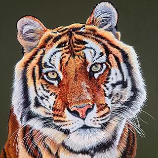Tigers